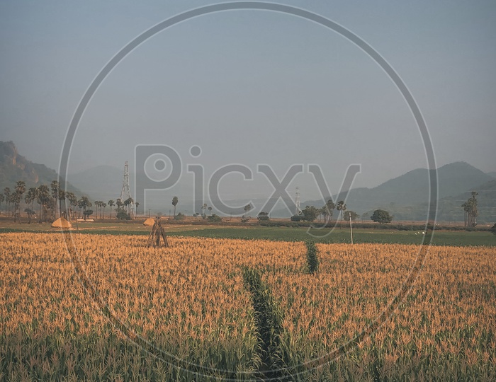 Corn Fields during a sunny day with Eastern Ghats in background