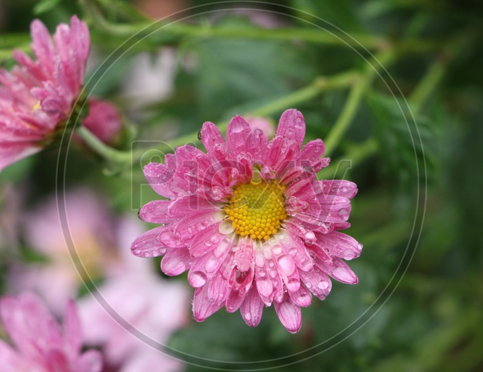 Chrysanthemum Flower Closeup shot