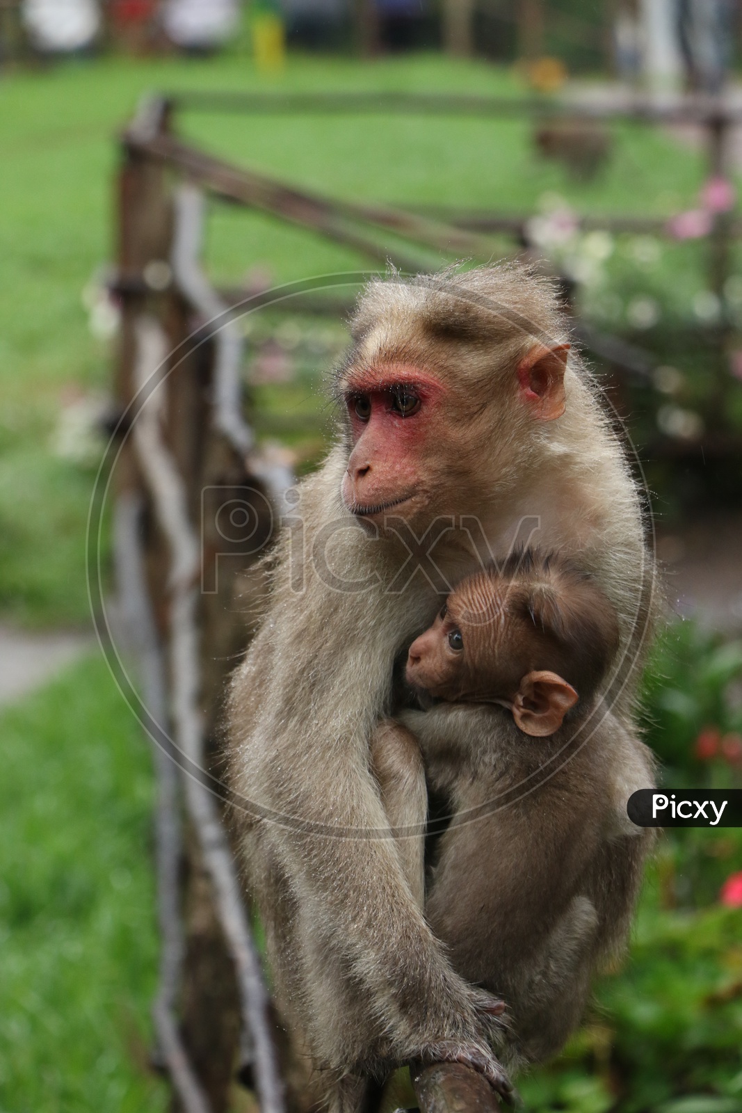 Indian  Mother  Monkey With His Baby