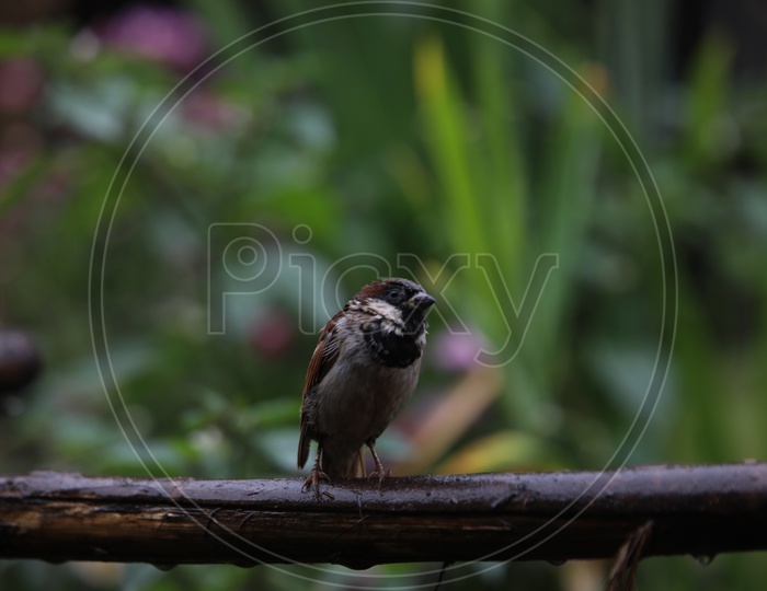 Sparrow / House Sparrow