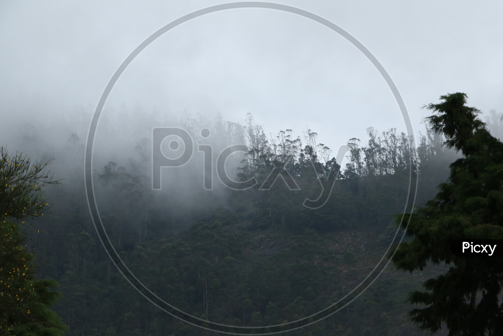 Ooty Forests With Green Trees and Fog All Around The Trees