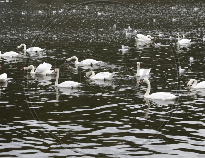 Swan / Mute Swan In a Lake