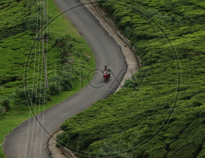 People Commuting in a Bike In The Roads between tea Plantation