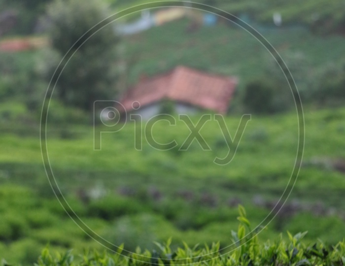 Tea Plantations in Ooty