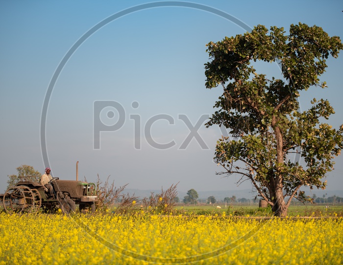 A Farmer Ploughing in a Farm With His tractor in red Gram Field