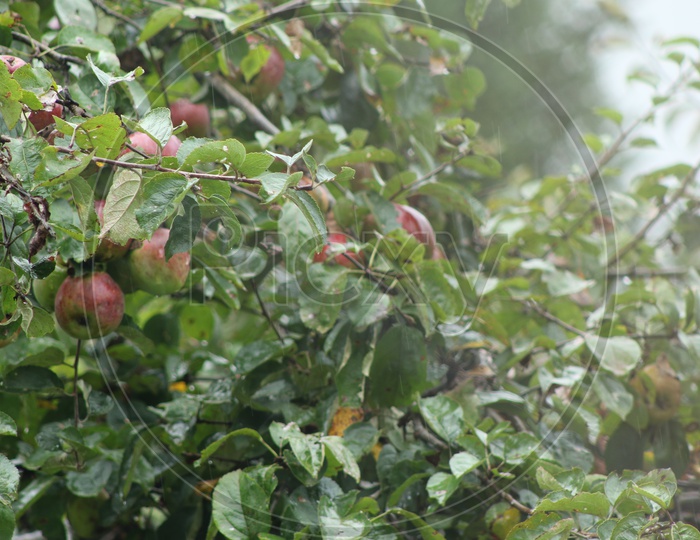Apple tree in Sikkim