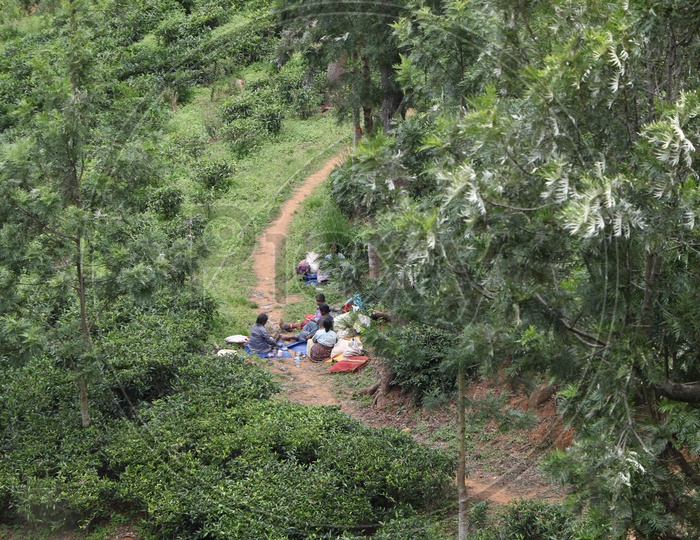 Woman Workers in a tea Plantation Taking Rest in Plantations