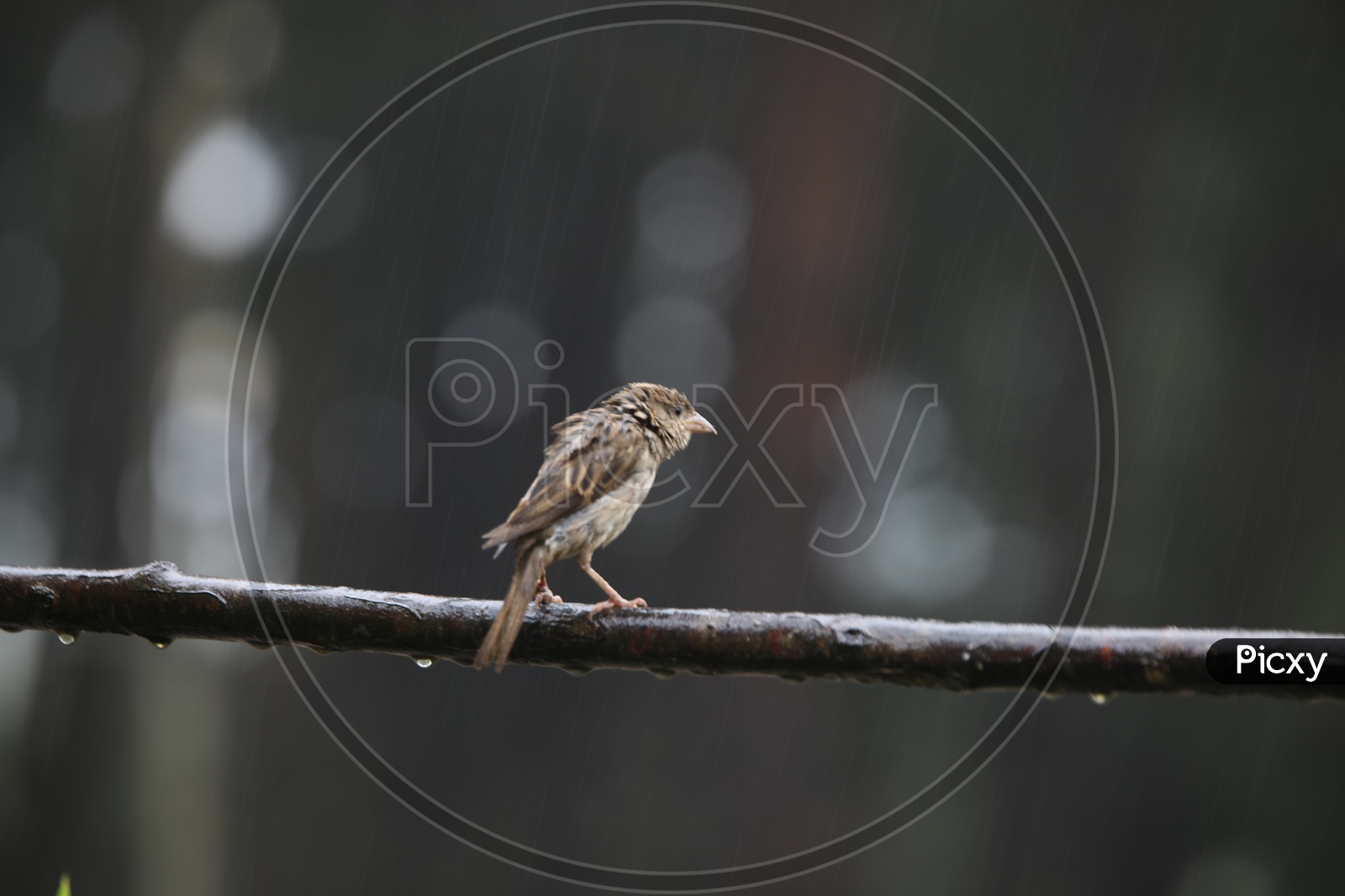 Sparrows / House Sparrows
