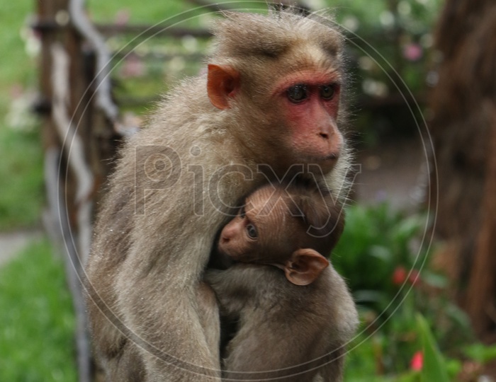 A Mother Monkey with her Child Monkey