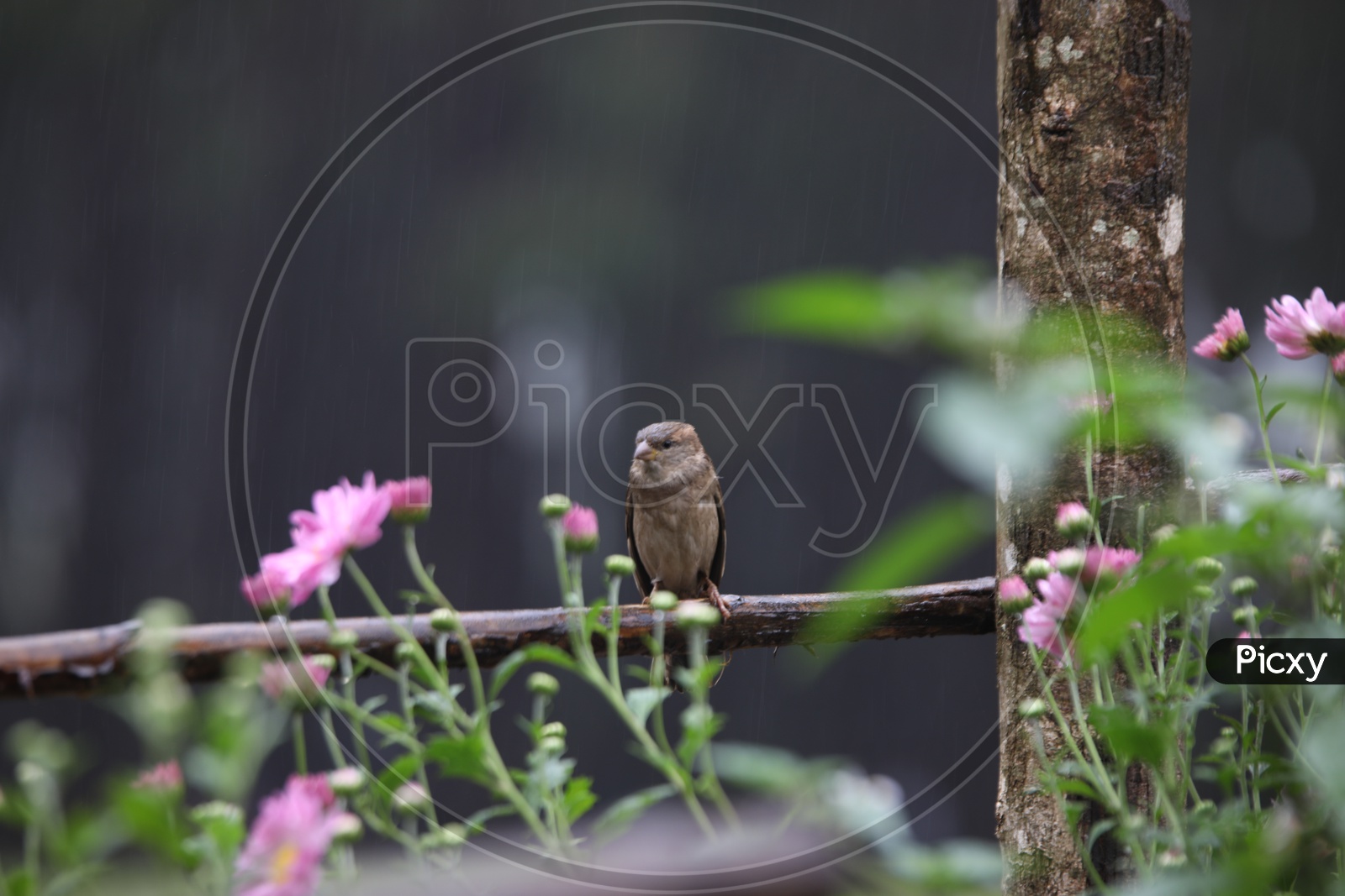 Sparrow / House Sparrow