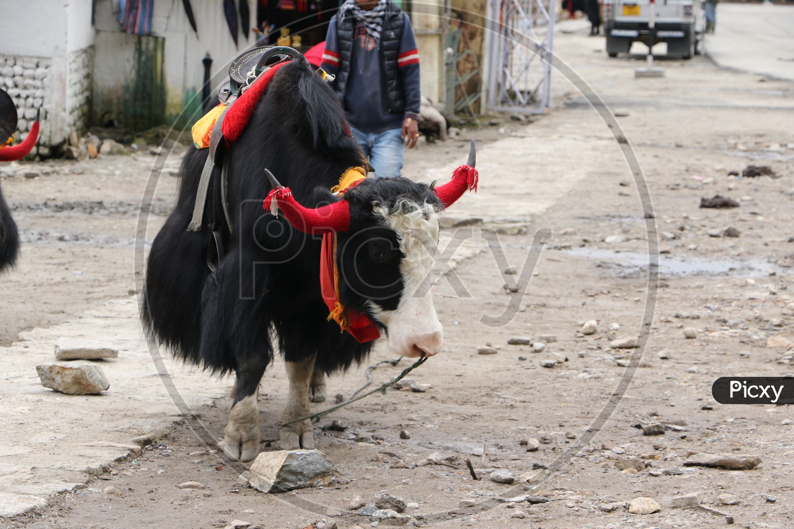 Yak nose tied with a rope to its leg