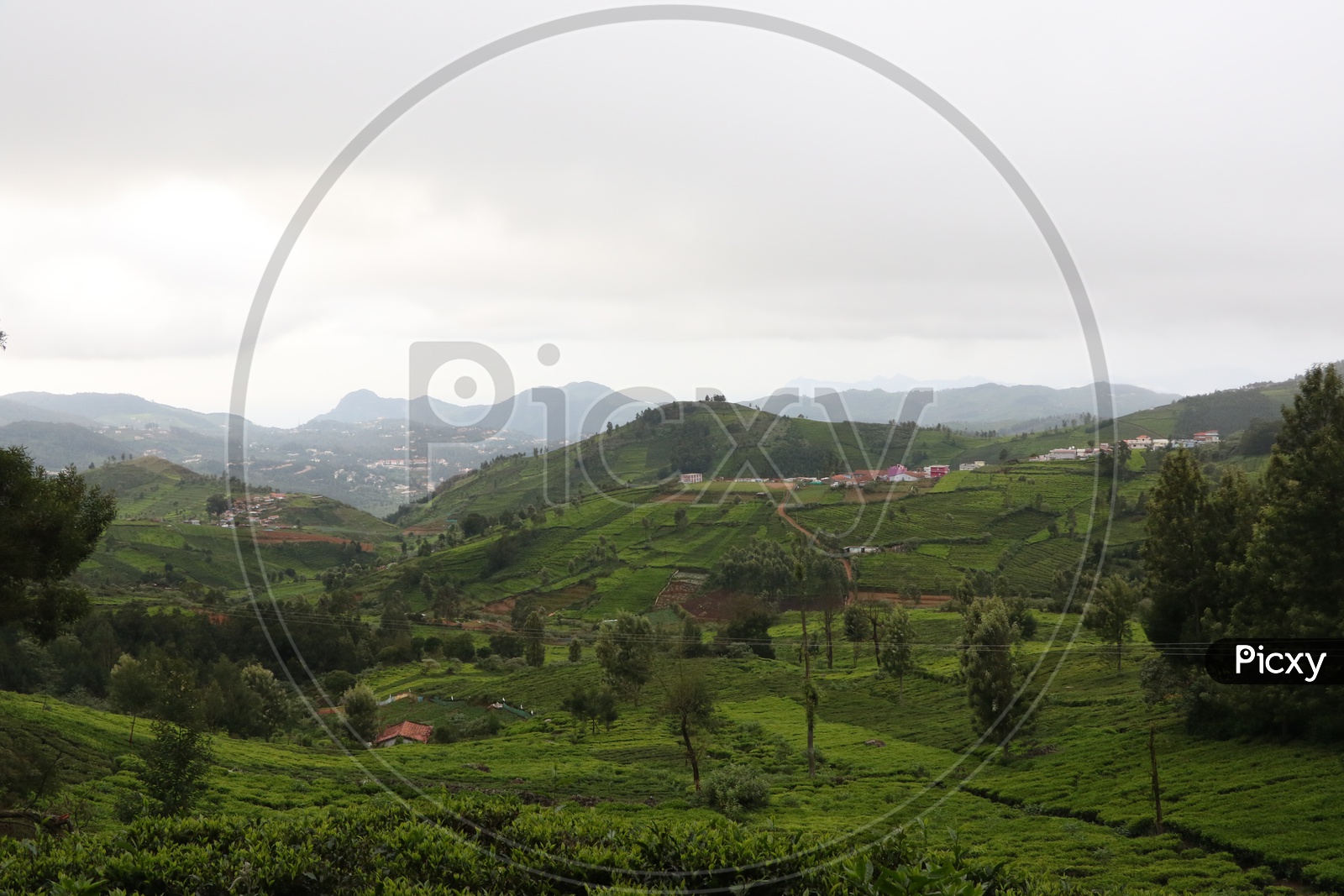 Houses in the Tea Plantations of Ooty