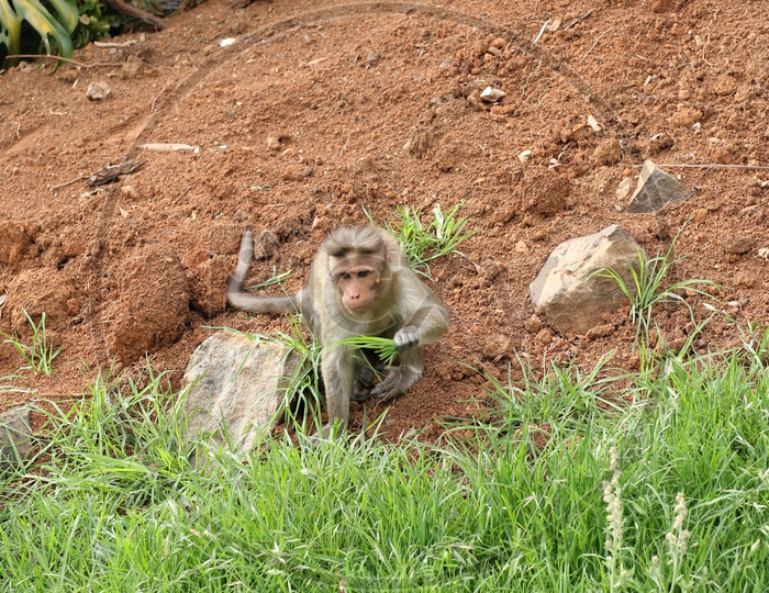 Monkey Eating Grass