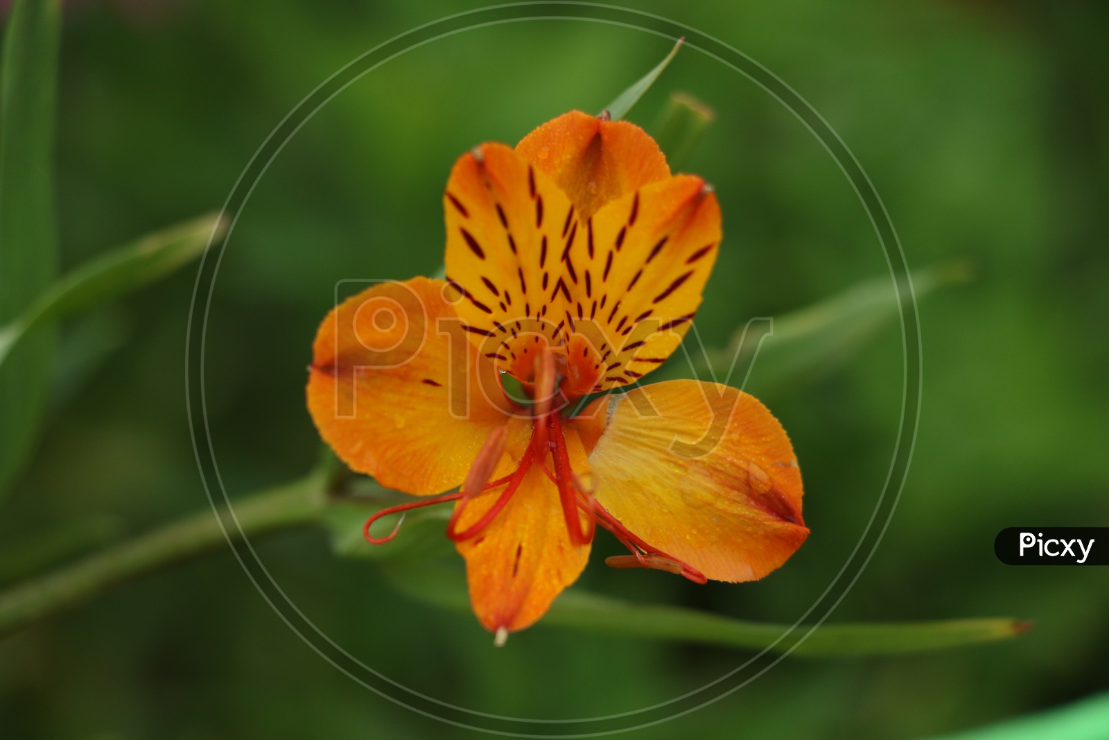 Peruvian Lily Flower Closeup Shot