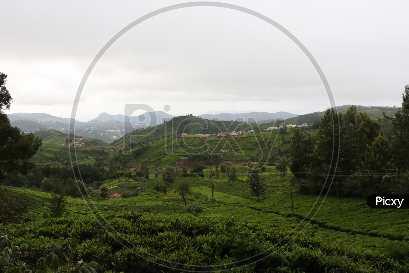 A View of Tea Plantations in Ooty