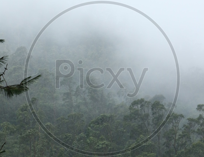 Forests In ooty With Trees and Fog All Around Them