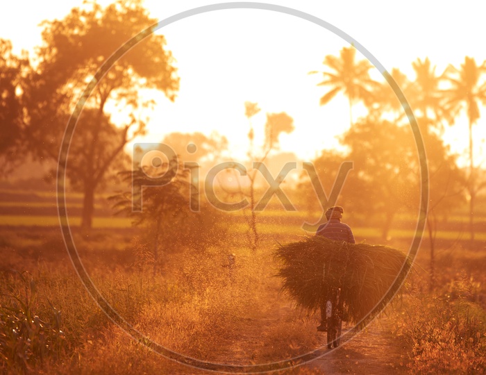 A Farmer Carrying a Grass bundle On His Cycle Back On The Rural Villages of Telangana in a Foggy Morning
