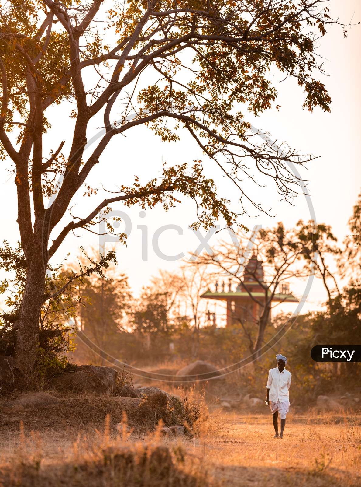 An Old Man Walking to a Agricultural Farm On a Foggy Winter Morning in Rural Villages of Telangana