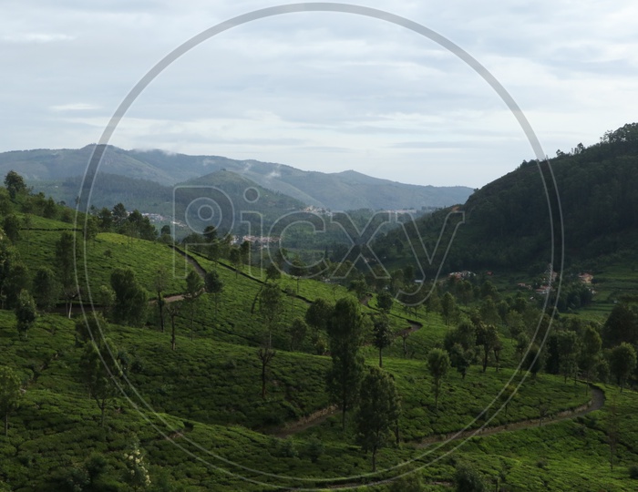 Aerial View Of Tea Plantations in Ooty