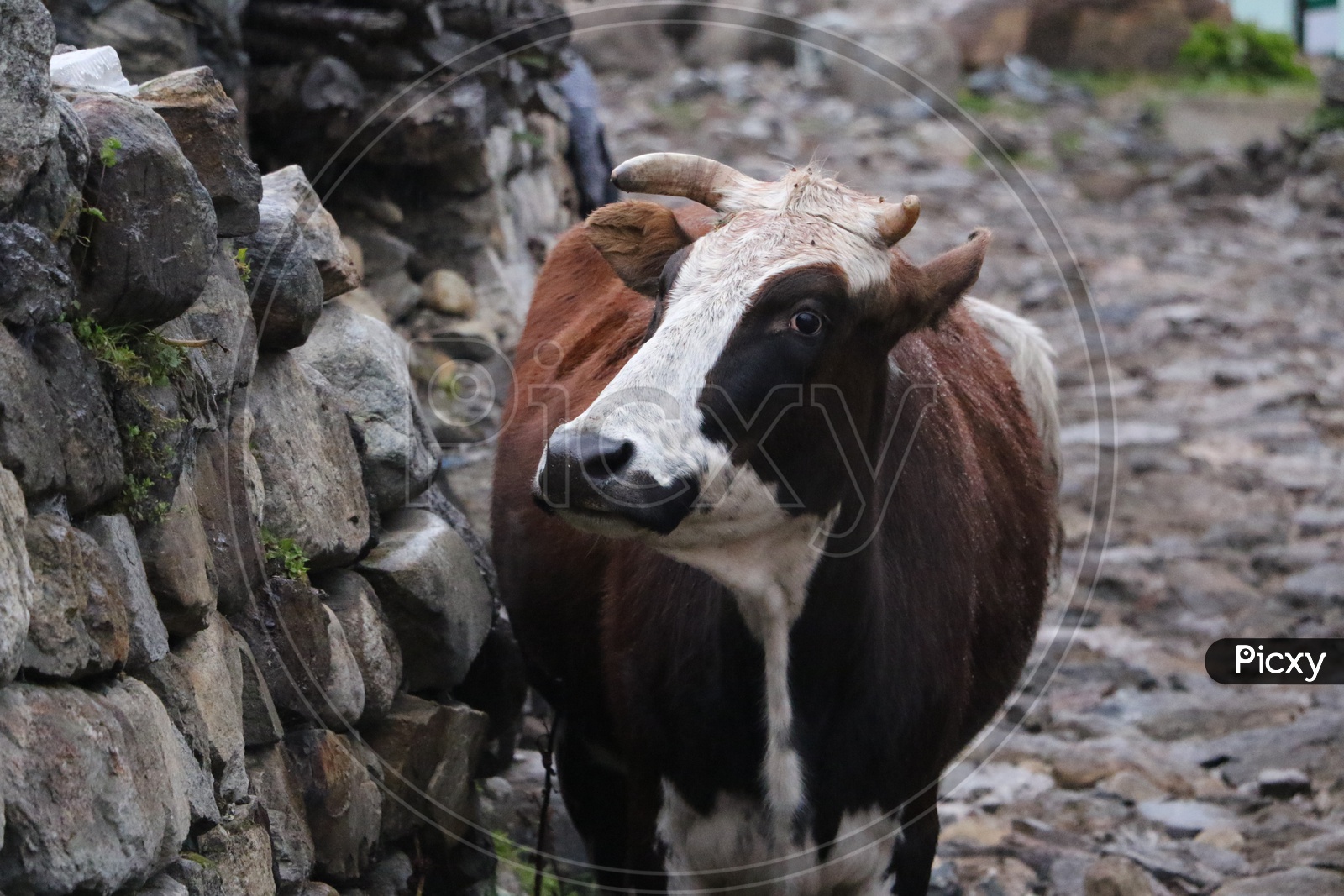 A brown and white coloured cow in Sikkim