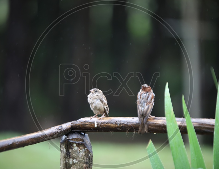 Sparrows / House Sparrows