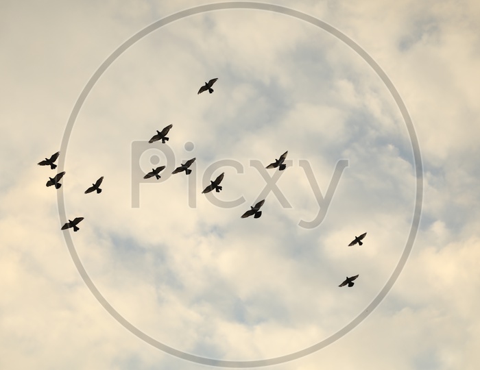 Birds flying in sky