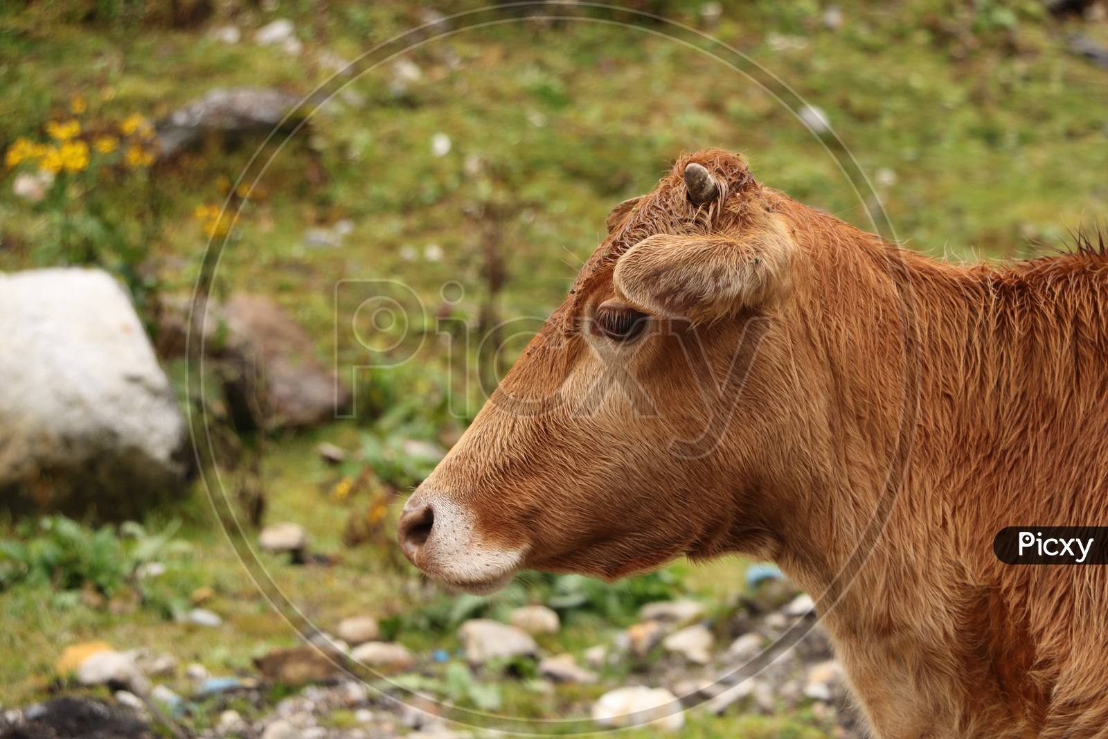 A cow in the pasture