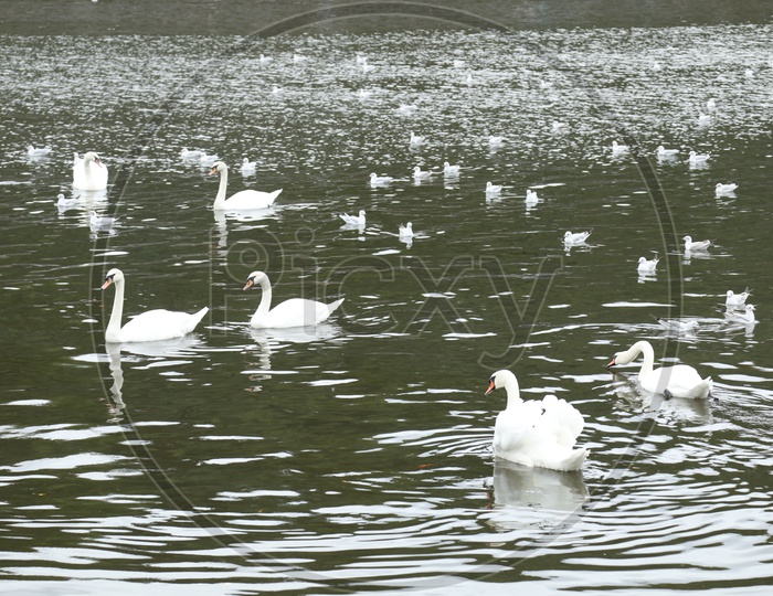 Swan / Mute Swan In a Lake