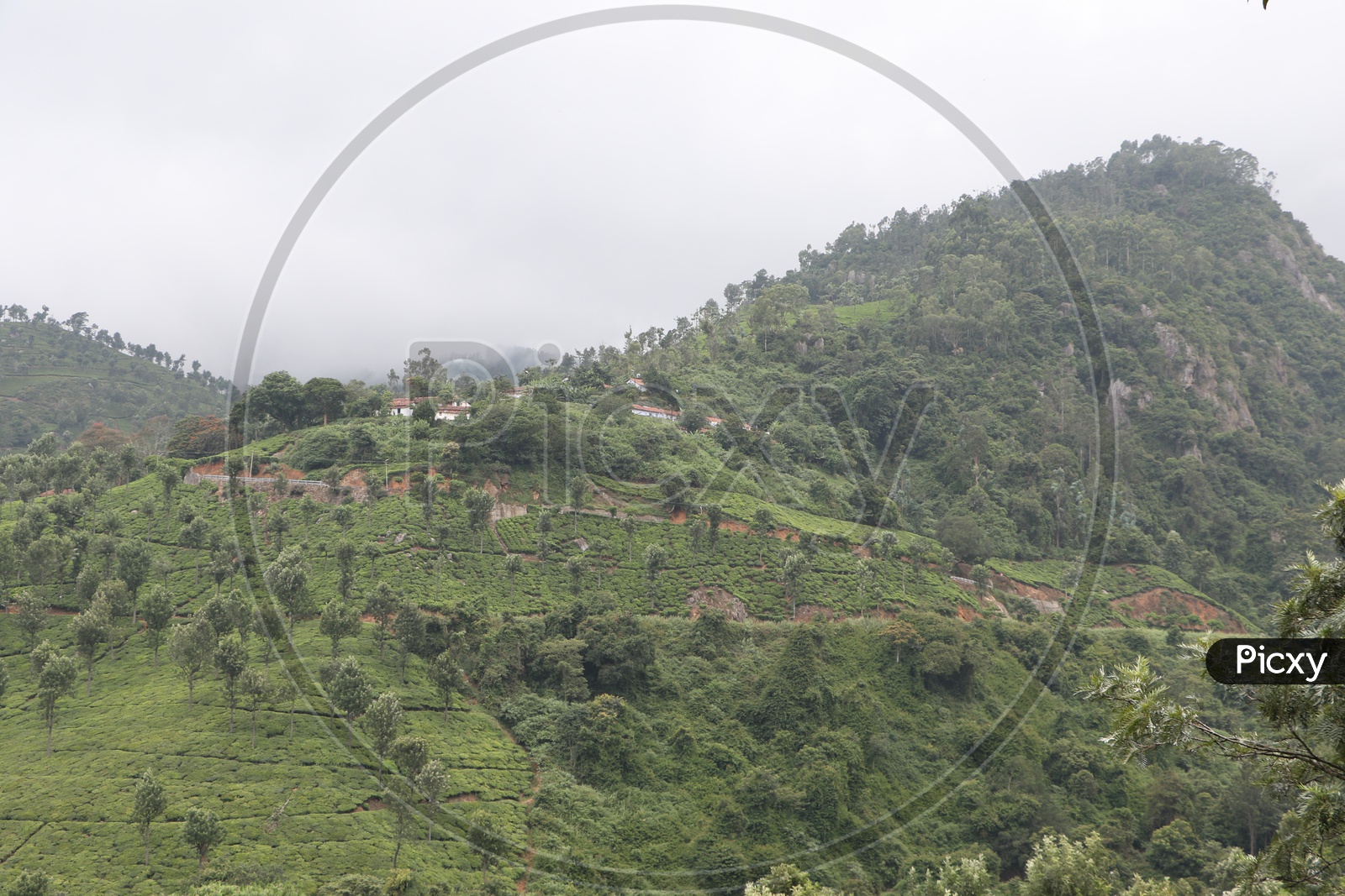 A View Of Plantations On The Hill Tops Of Ooty