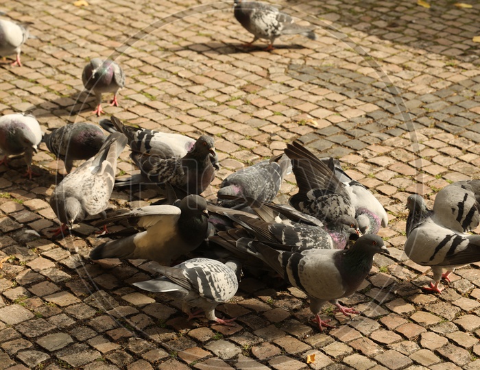 Pigeon feeding
