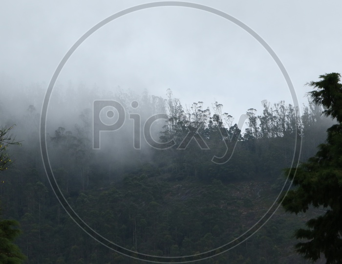 Ooty Forests With Green Trees and Fog All Around The Trees