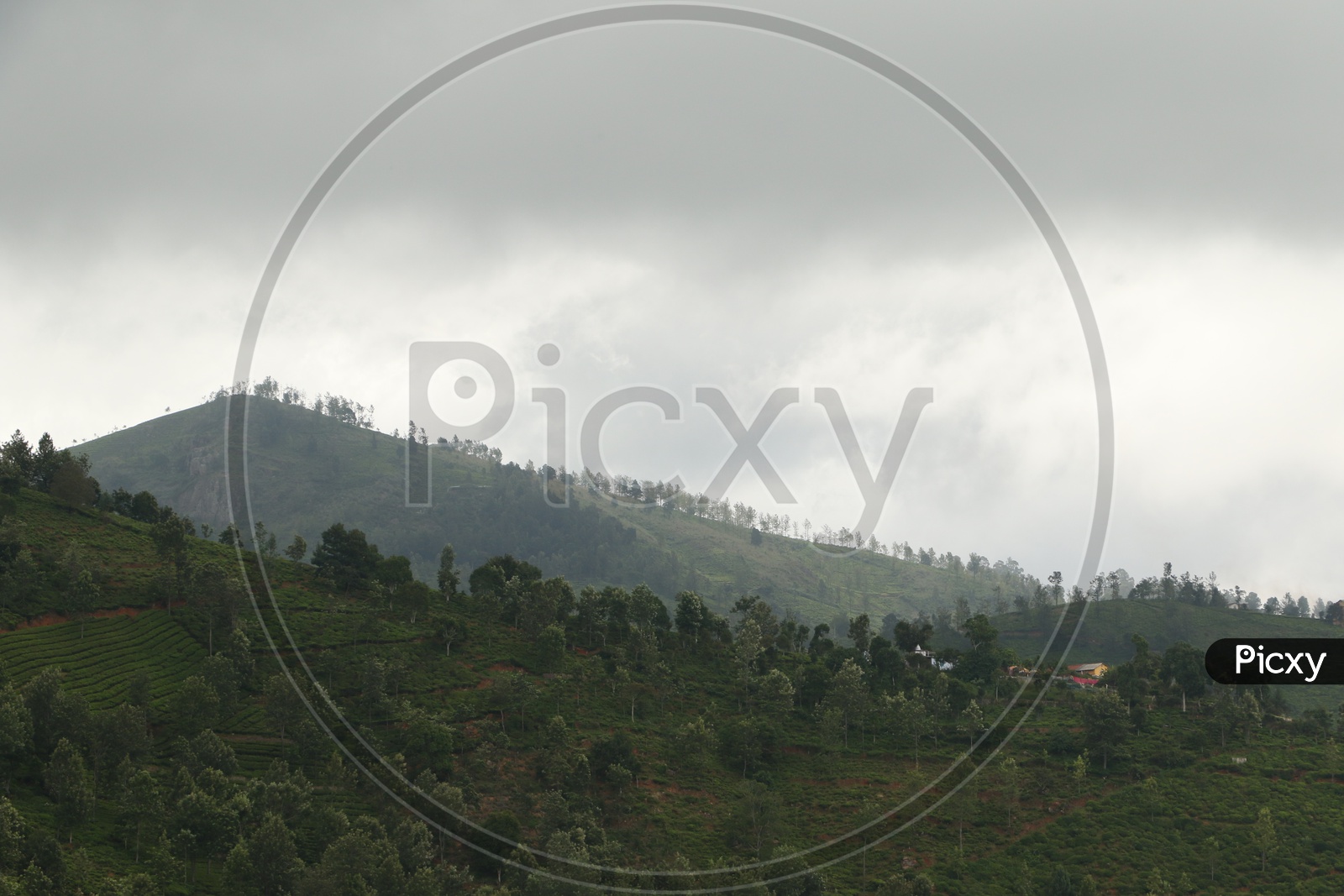 A View of tea Plantations On The Hill top of ooty With Fog