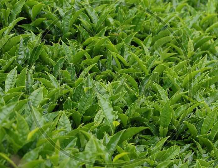 Tea leafs Closeup Shot