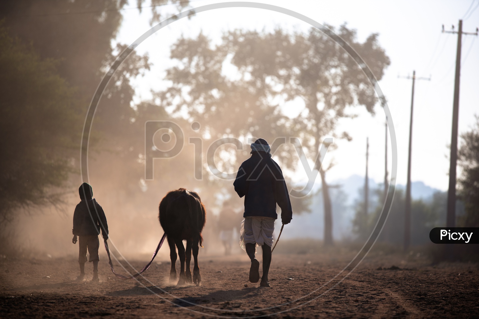 An Old Man And His Grand Child Taking The Cattle to a Agricultural Farm on a Winter morning in Rural Village Of telangana