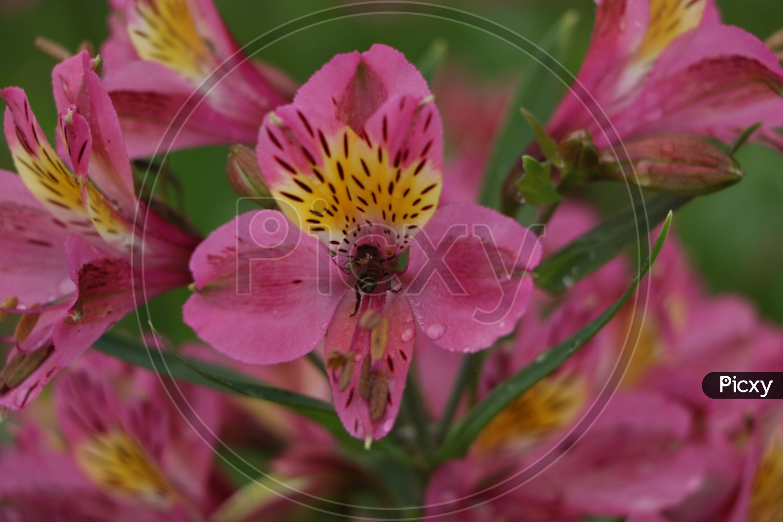 Lily Of The Incas / Peruvian Lily