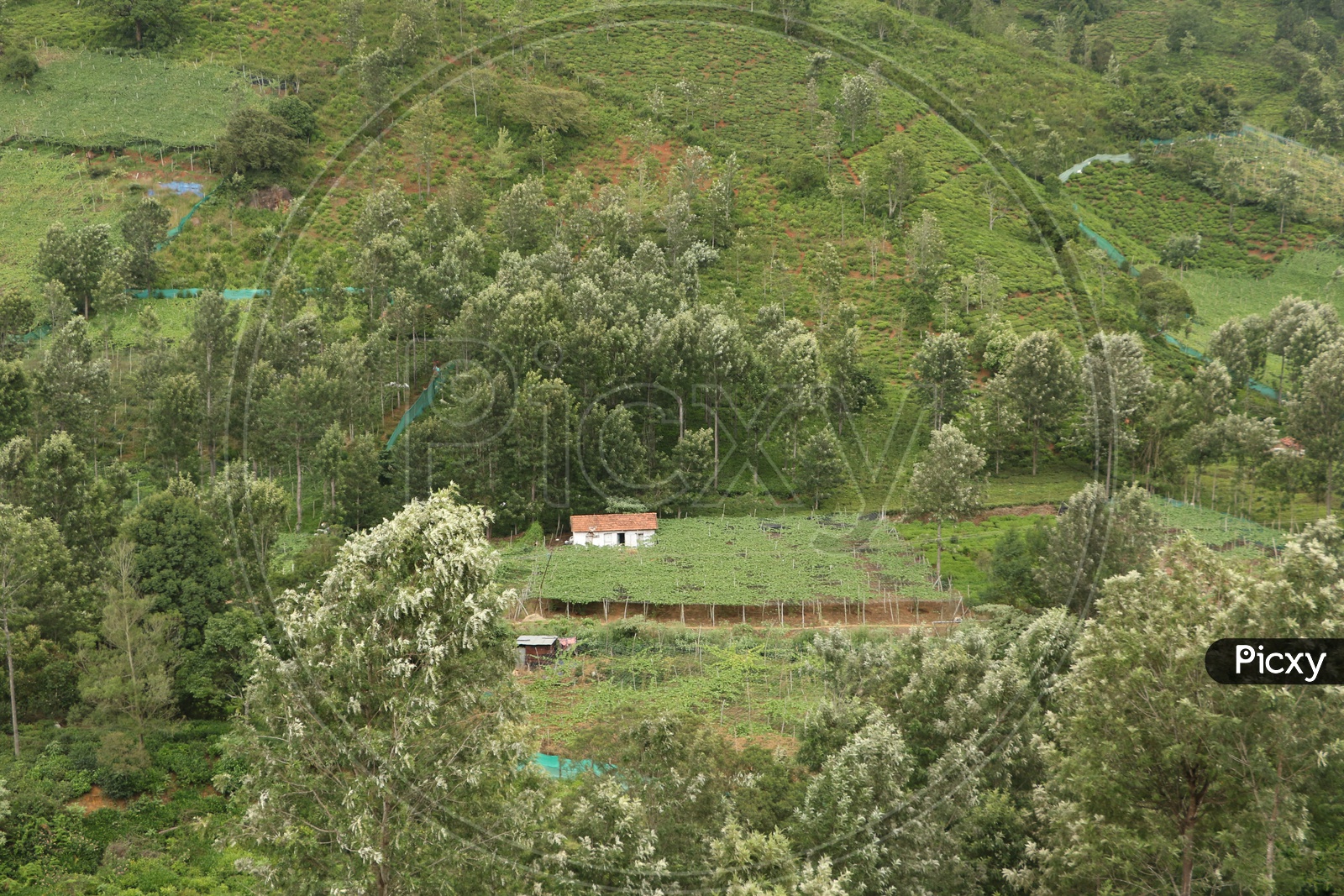 Tea Plantations In Ooty