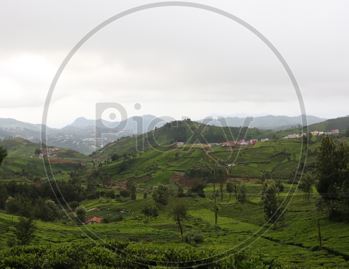 Houses in the Tea Plantations of Ooty