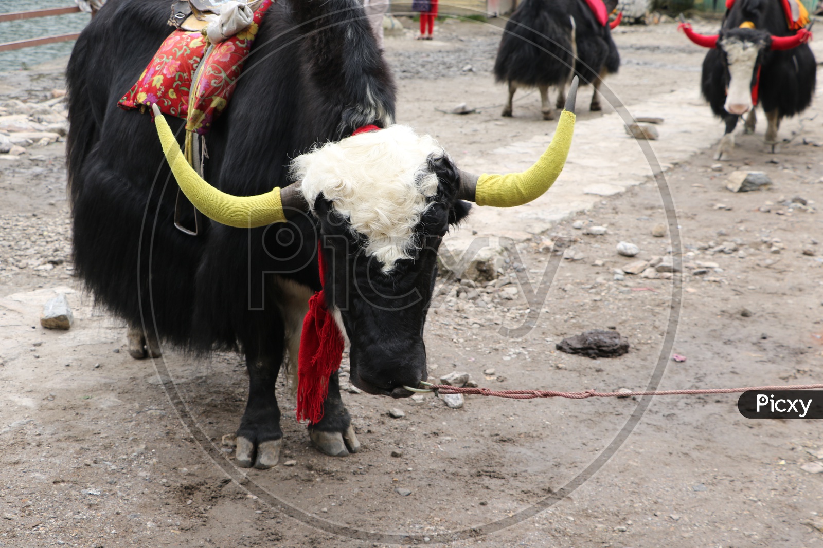 Yak nose tied with a rope