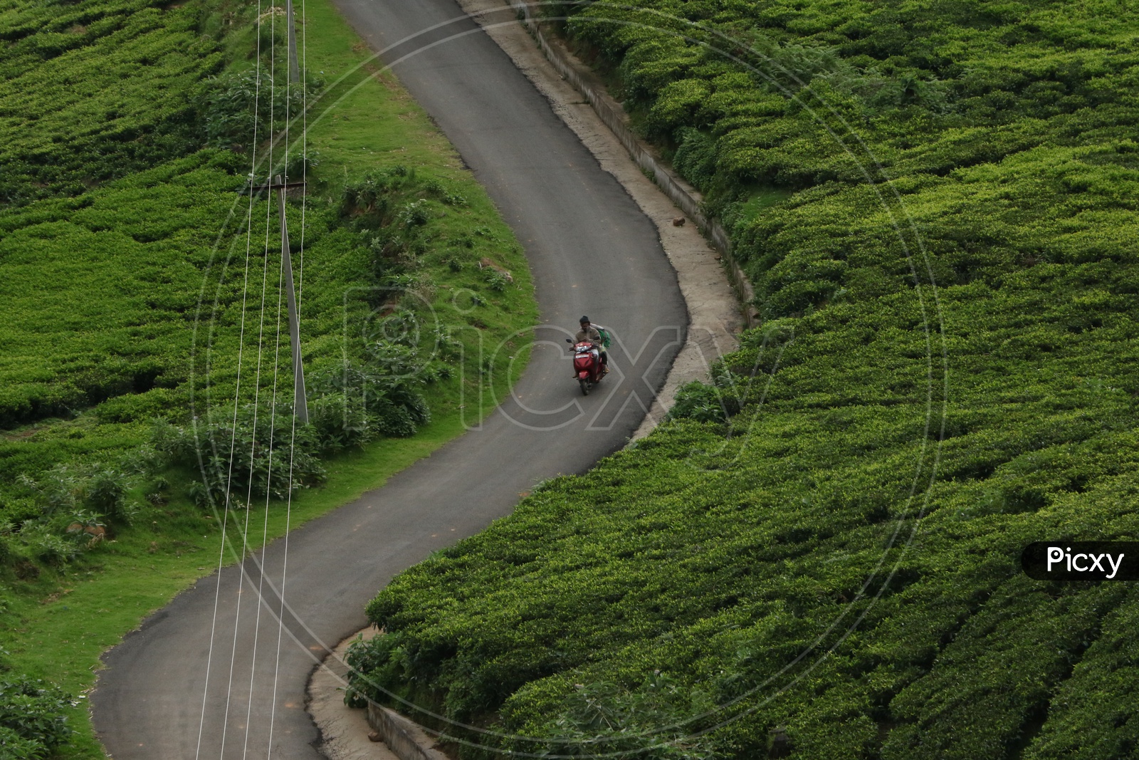 People Commuting in a Bike In The Roads between tea Plantation