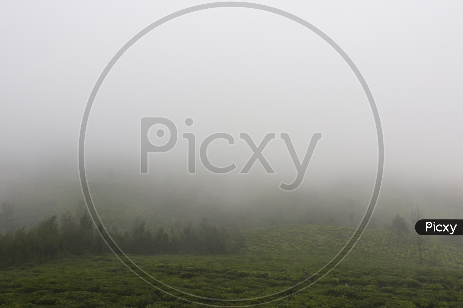 Tea Plantation Hills Filled With Fog in Ooty