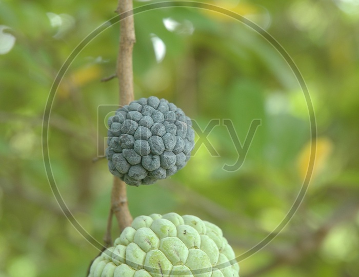 Close up shot of custard apple with green background