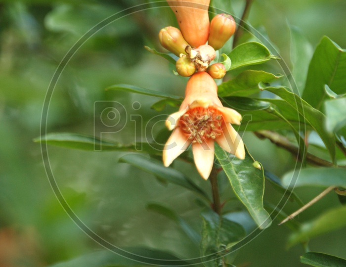 pomegranate flowers and green leaves in nature