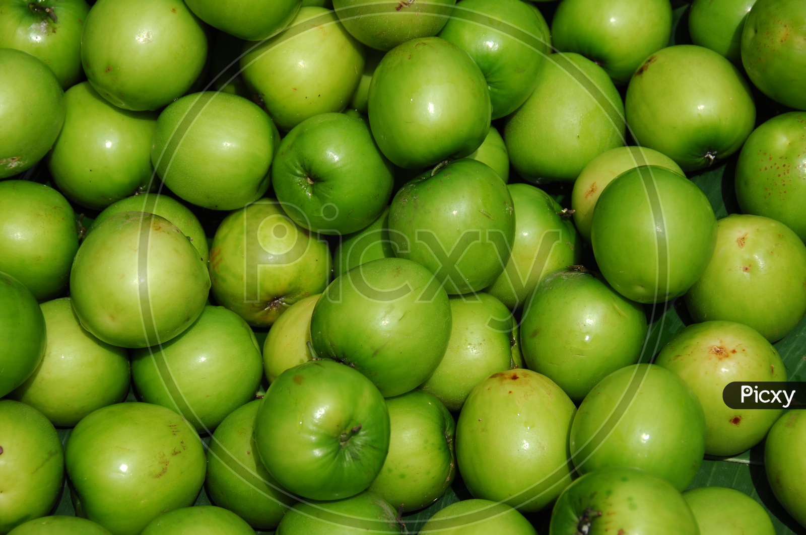 Photograph of Green Apples