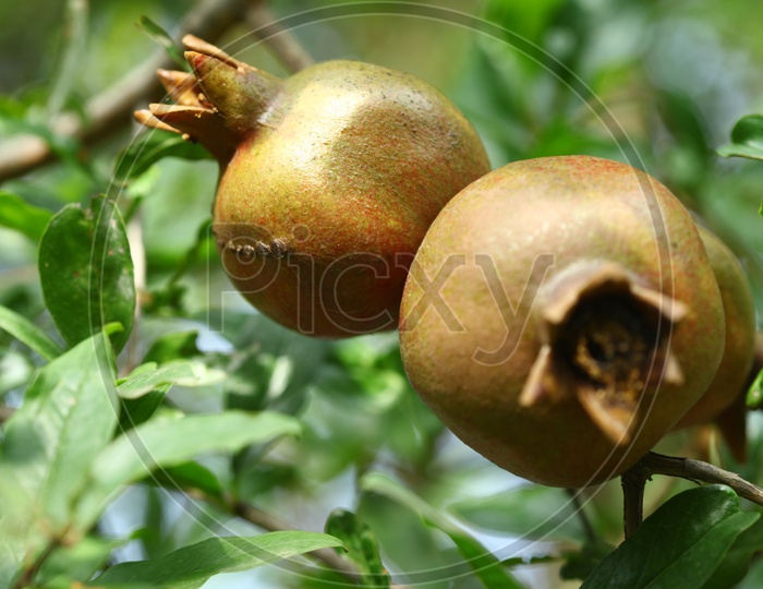 Pomegranate fruit on Tree  Closeup
