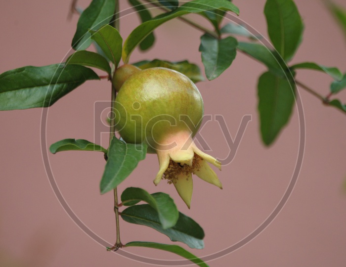 pomegranate fruit on tree branch