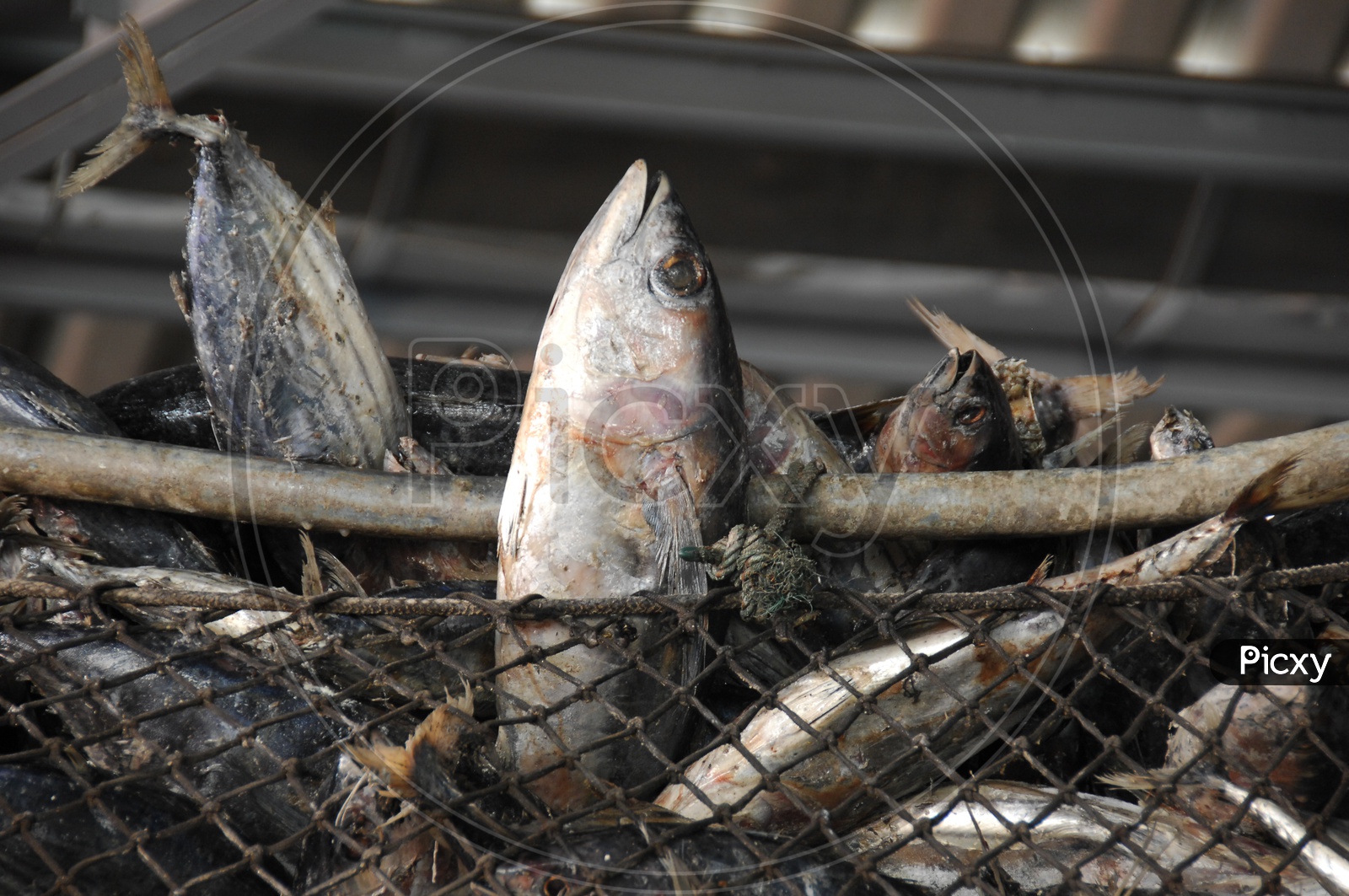 Tuna Fish In Net