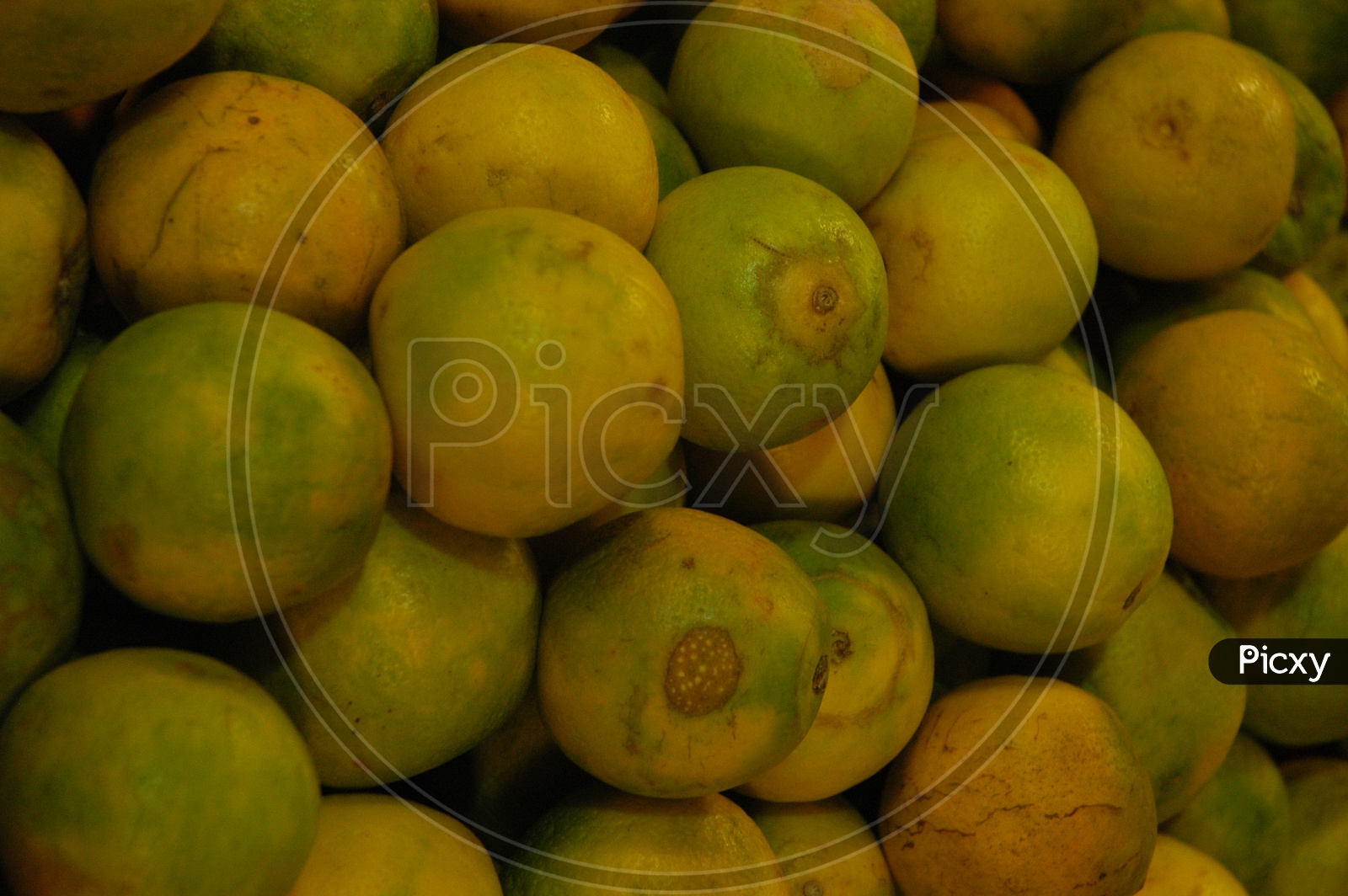 Close up shot of Orange fruit