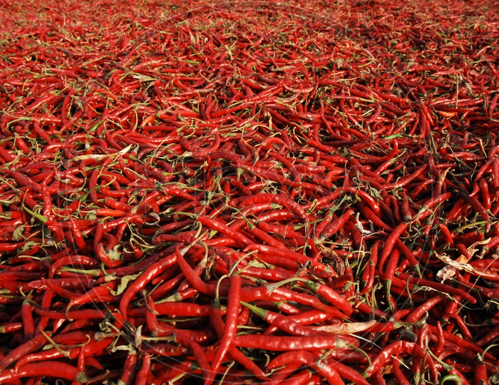 Indian red Chilles Drying In open Area