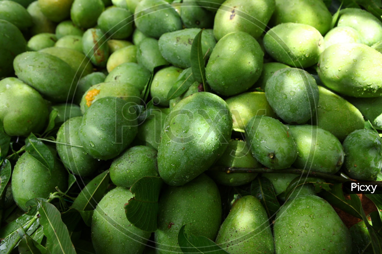 Raw Mangoes Pile up Closeup Shot