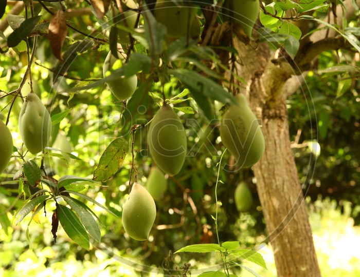 Green Raw Mangoes On Tree